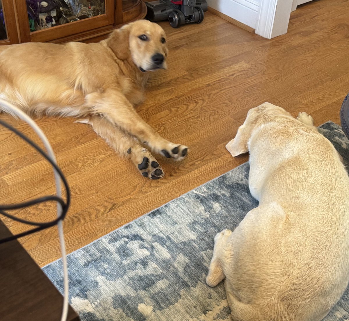 My writing companions on the rainy Tuesday.  And the look that says, “Aren’t you supposed to be writing??”