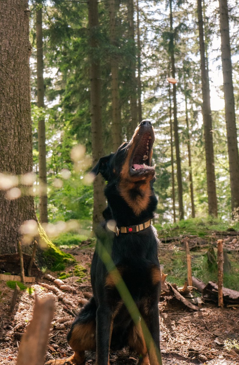 CK9Bot's tweet image. 🐶 Our captivating canine of the hour: Beauceron
🔗 Learn more: en.wikipedia.org/wiki/Beauceron