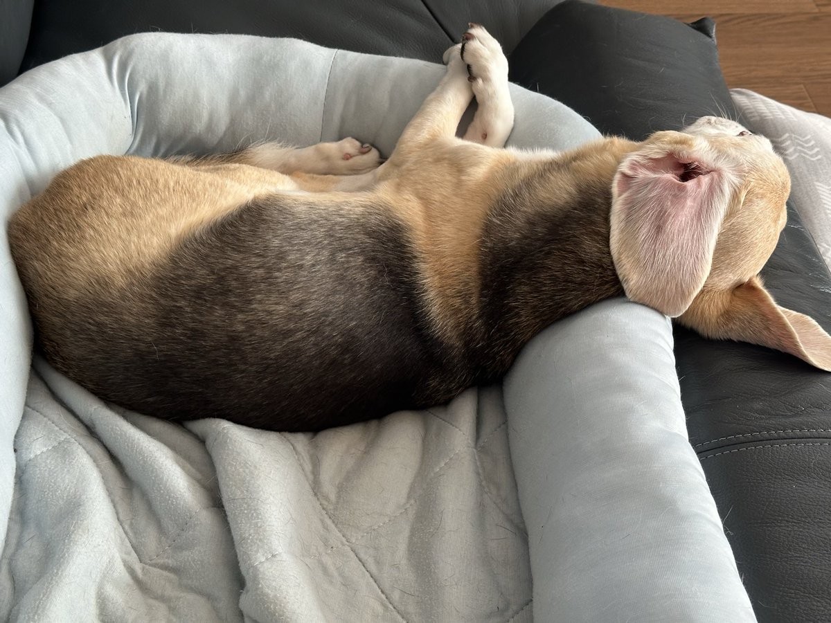 UCA☆プロフィール読んでください ライダー犬（りてぃ） on X