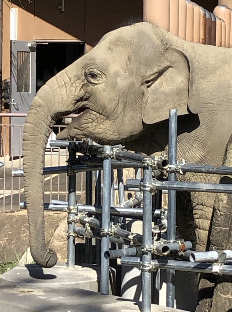 根付　虎親子 根付 虎親子 2025年最新】Yahoo!オークション -虎(根付)の中古品