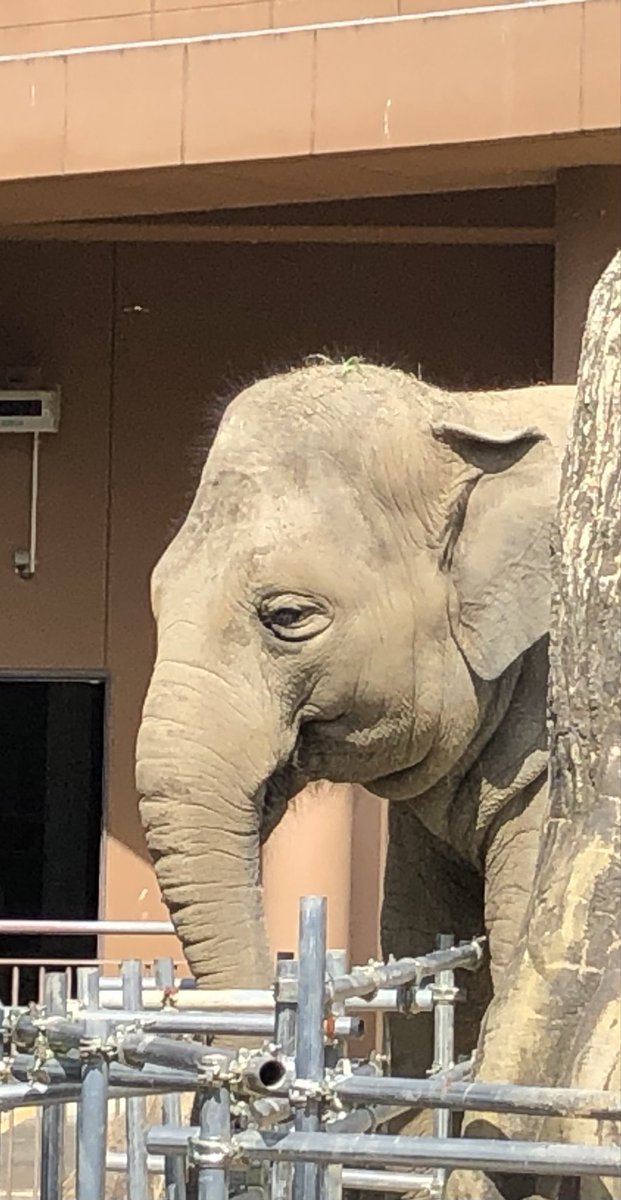 動物セル画 きょうちゃん on X