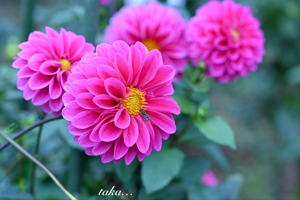 しぇしー❤︎ シーズー まる子 on X