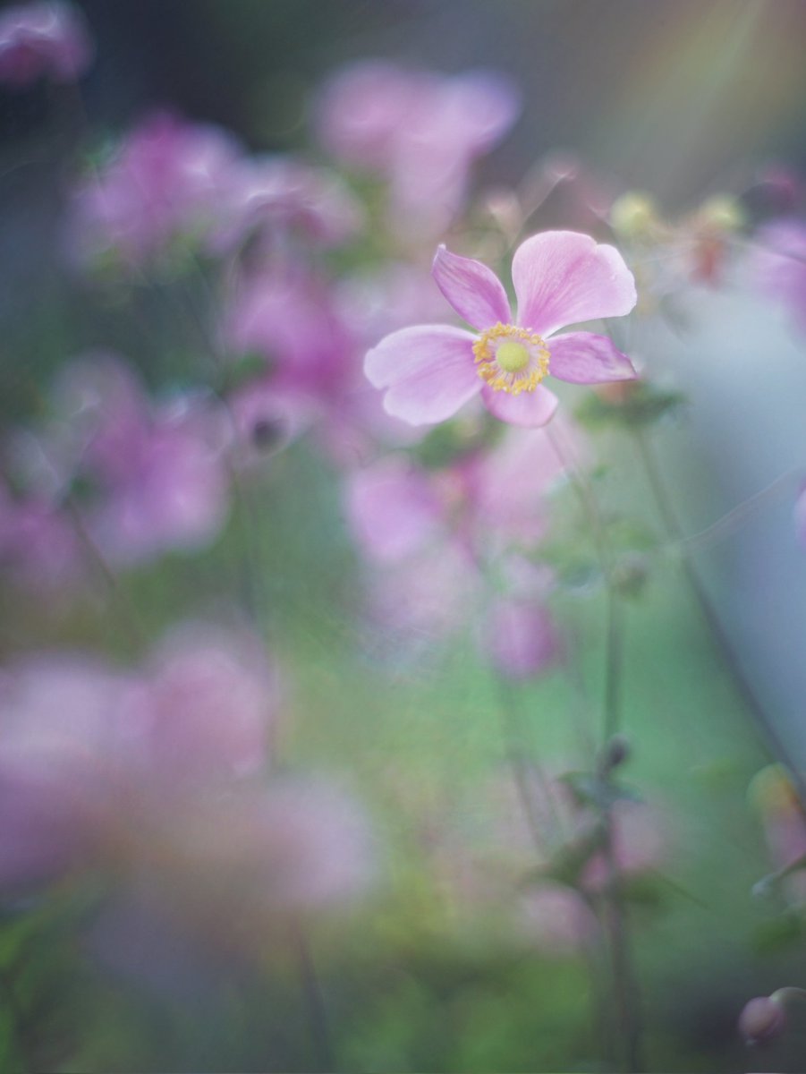 Flowerページ♡ 🐨Momo🧢 on X