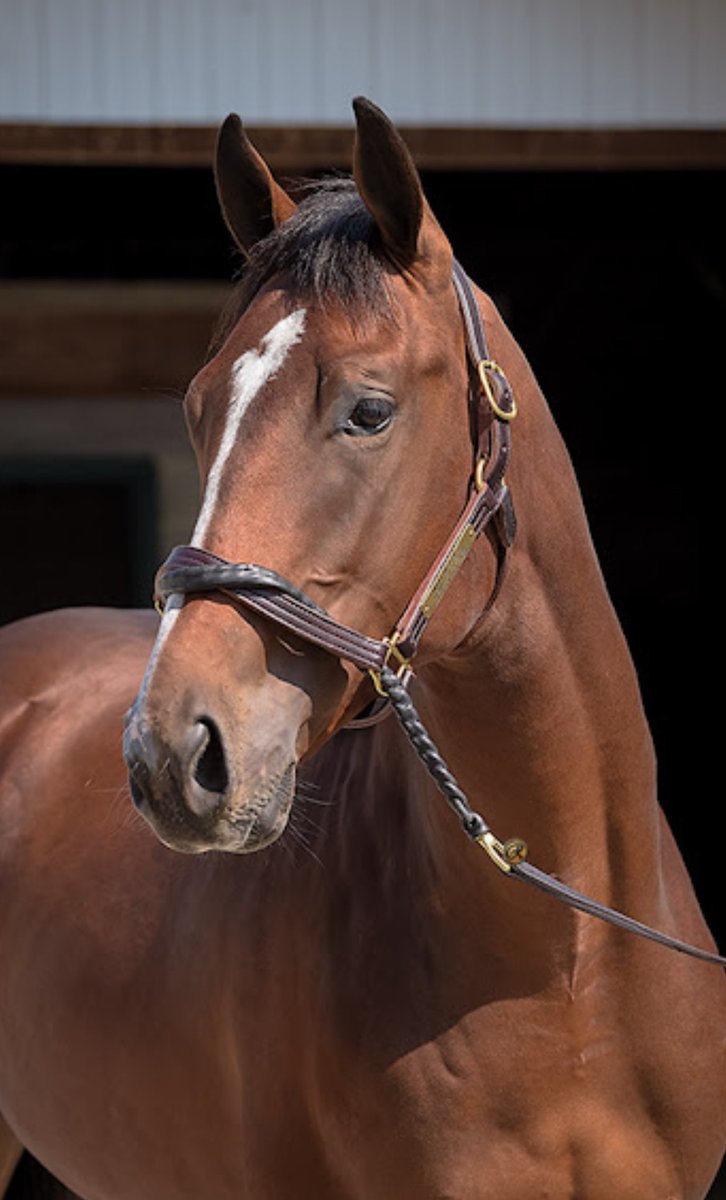 BelladonnaRaci1's tweet photo. We have our last name to unveil for our group of 2YOs (it’s not easy naming Thoroughbreds)! Meet ICONOCLAST (Into Mischief-Devil By Design, by Medaglia d’Oro).
#2yoTuesday 🤩 https://t.co/IePUfMTlt4