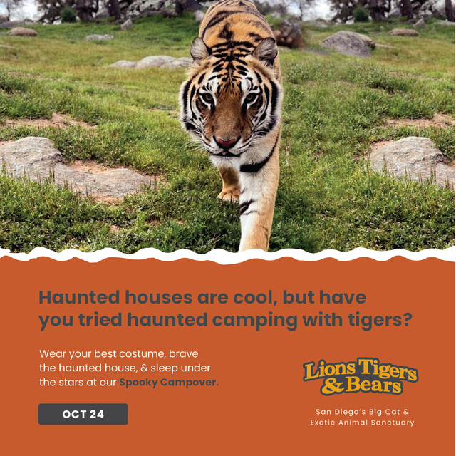 LnsTgersandBrs's tweet photo. ππ» Only 3 DAYS until the spookiest weekend!
Oct 24 #SpookyCampover: pumpkins π, haunted house , campfire songs & sβmores
Oct 25 #PumpkinBash: watch our animals dive into the treats you carved!
Tickets almost gone! ποΈ
π https://t.co/40IsNfchhO
π https://t.co/jDE7Dn0pZ4 https://t.co/MpLxBEwhR7
