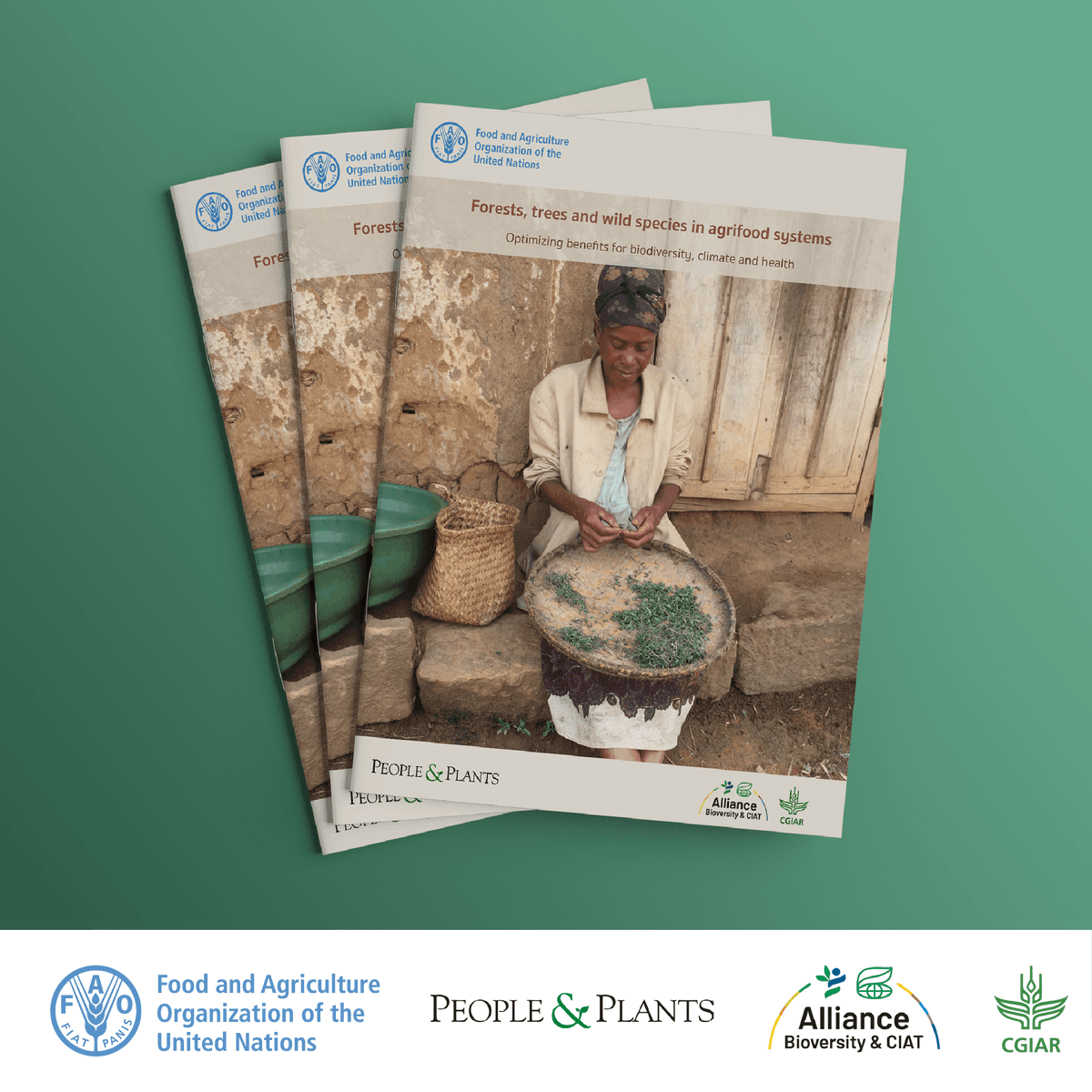 FAOForestry's tweet image. 🌳🍽️Learn about the importance of forests and #NTFPs for food, medicine and livelihoods🌾
Check out the publication 'Forests, trees and wild species key to healthy agrifood systems' by @FAO @BiovIntCIAT_eng, @CGIAR, People and Plants International 
➡️doi.org/10.4060/cd2883…