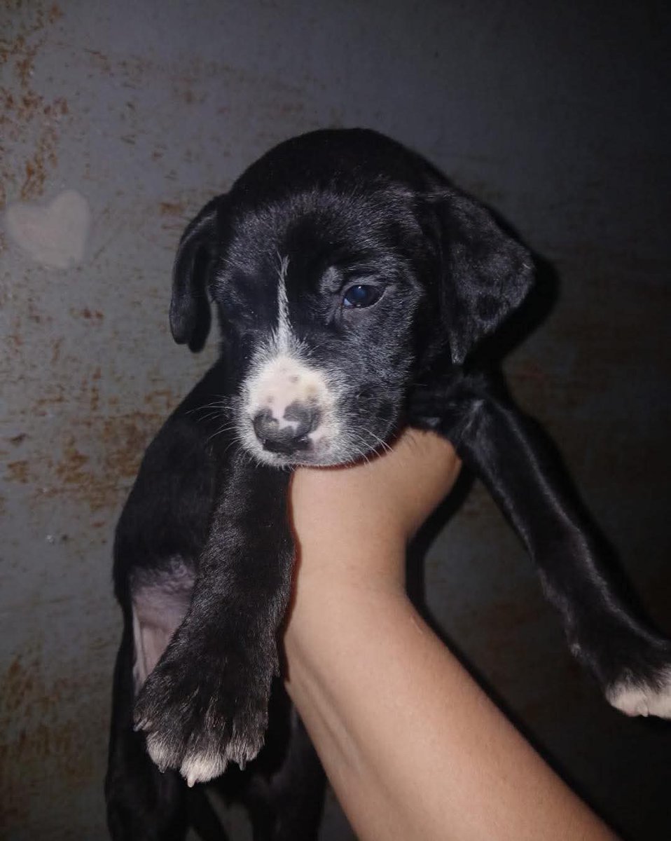 lyssitta's tweet photo. #ServicioSocial
ADOPTA 🐾

Quisiera dar en adopción a estas perritas, tienen 2 meses, cuentan con sus vacunitas, busco dueños responsables, que les brinden cuidado y amor, cualquier información puede escribirme al: 7109-6980
San Salvador https://t.co/cvvitQJqga
