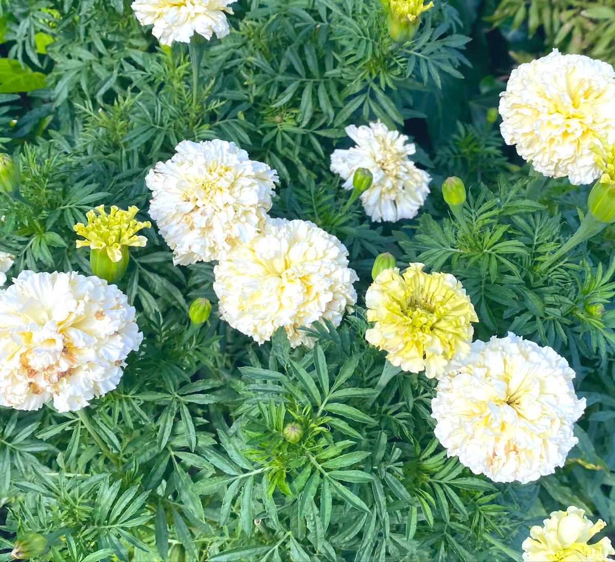 miyu_kururin's tweet image. おはようございます(∩ˊ꒳ˋ∩)・*
𓂃܀❀ Have a nice day ⊹₊。ꕤ˚₊⊹
Happy (๑&gt;ᴗ&lt;๑)Smile
#OnigiriActhion
昨日の残り物
ちゃんちゃん焼き
キュウリとワカメの酢の物