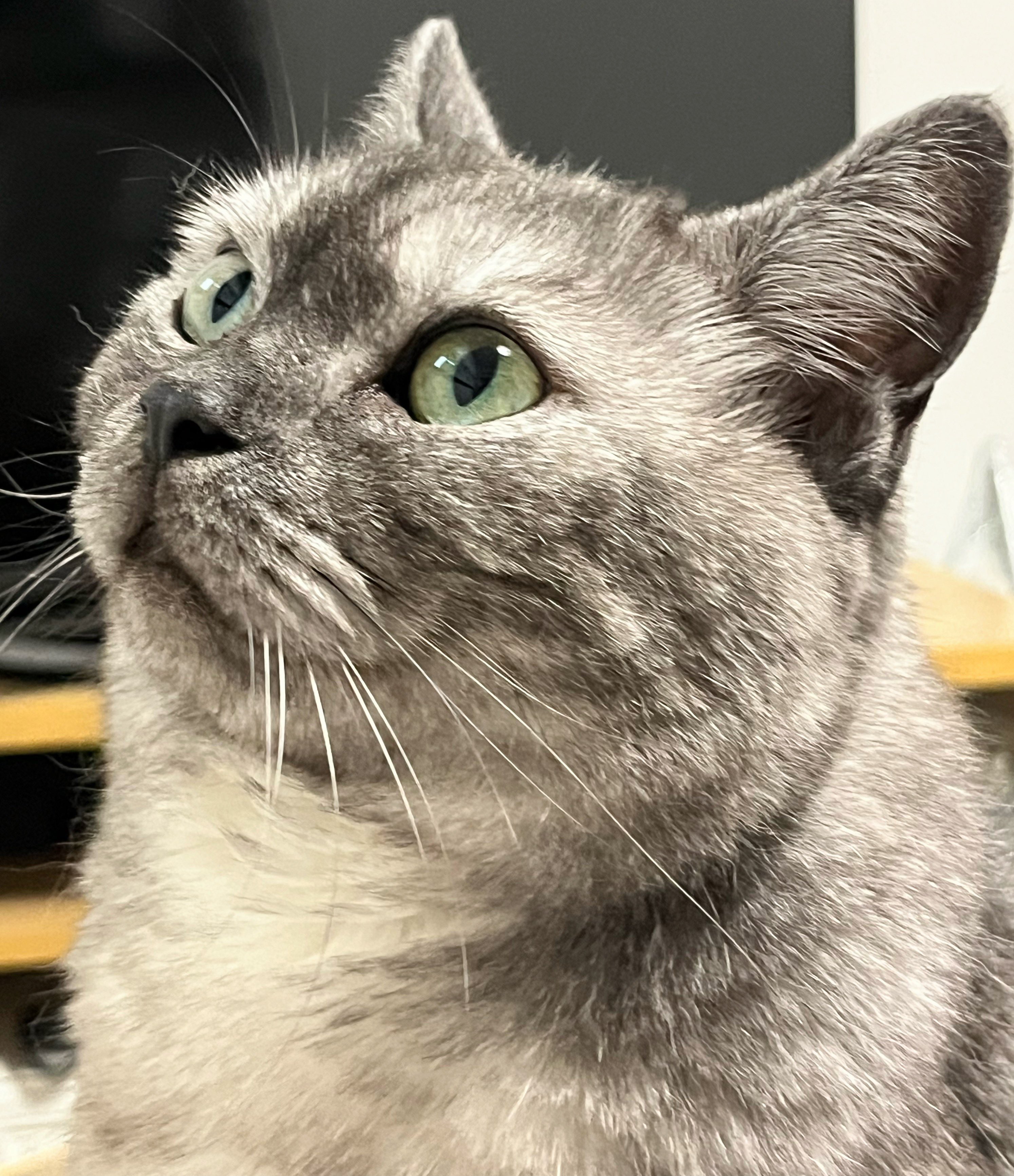 くっこさん on X: 