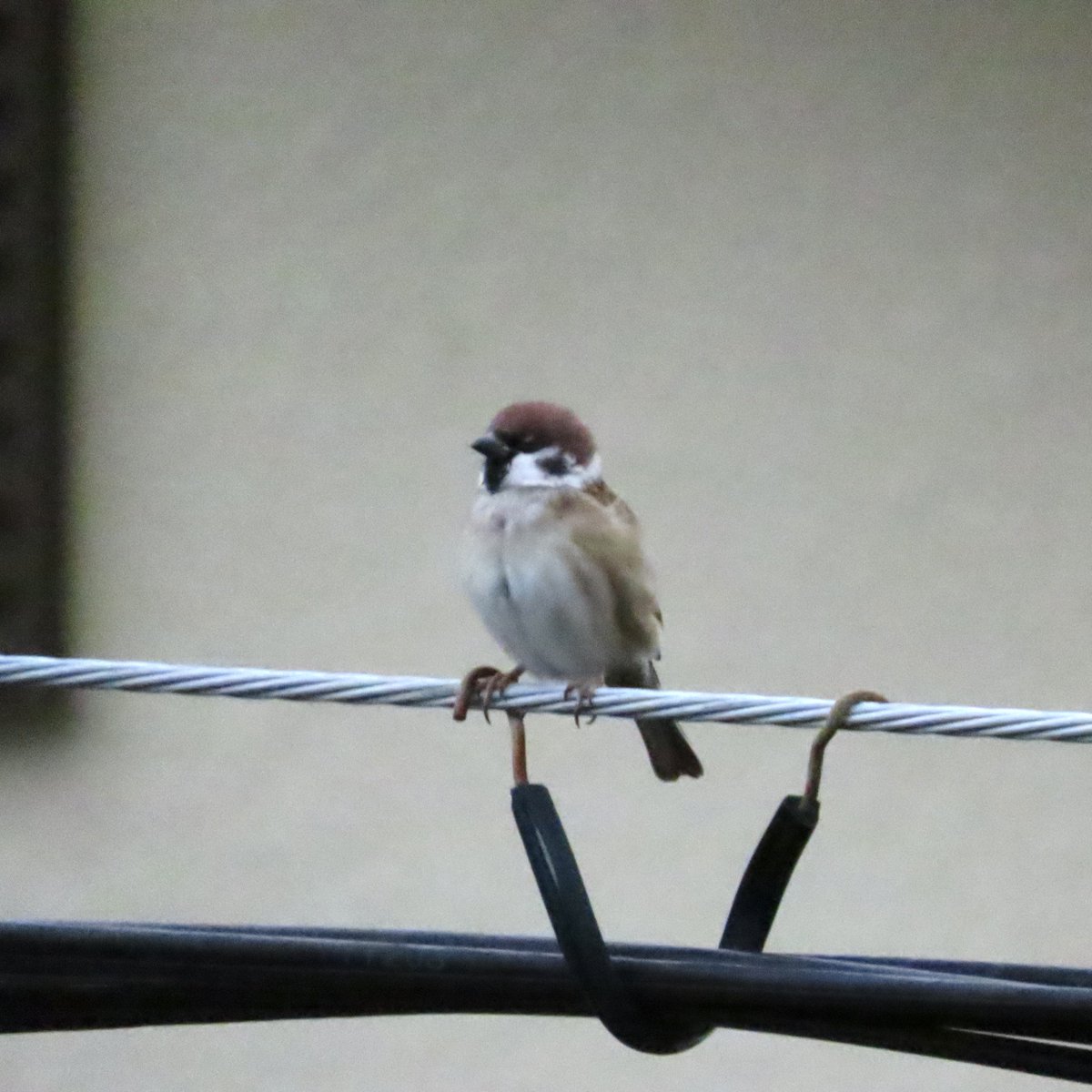 おはようございます。超絶曇天下ではございますが、すっごい久しぶりにスズメがベランダ前に戻ってきたので我慢ならずシャッター切りましたー。ISOを3200まで上げた写真を投稿するのは初めてなんで画像の粗さはご勘弁を。テストパターンとゆーことであげとくザンスね。
#今日の鳥
#スズメ