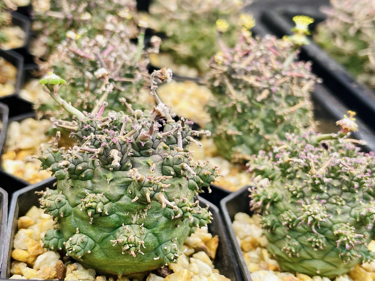 新月@多肉植物もっちーず tweet media