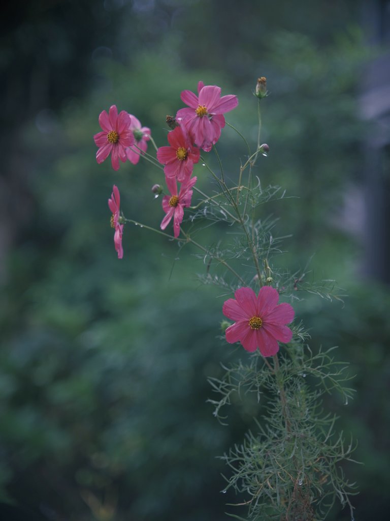 小雨🌂がしとしと朝コスモス💠
通勤中に見つけた秋桜を愛でる
今年も12月まで観れるといいなぁ…

#開放倶楽部 #GFX50R #ernestleitzwetzlar
#Leica #leicaelmarit #leicaelmarit90mmf28