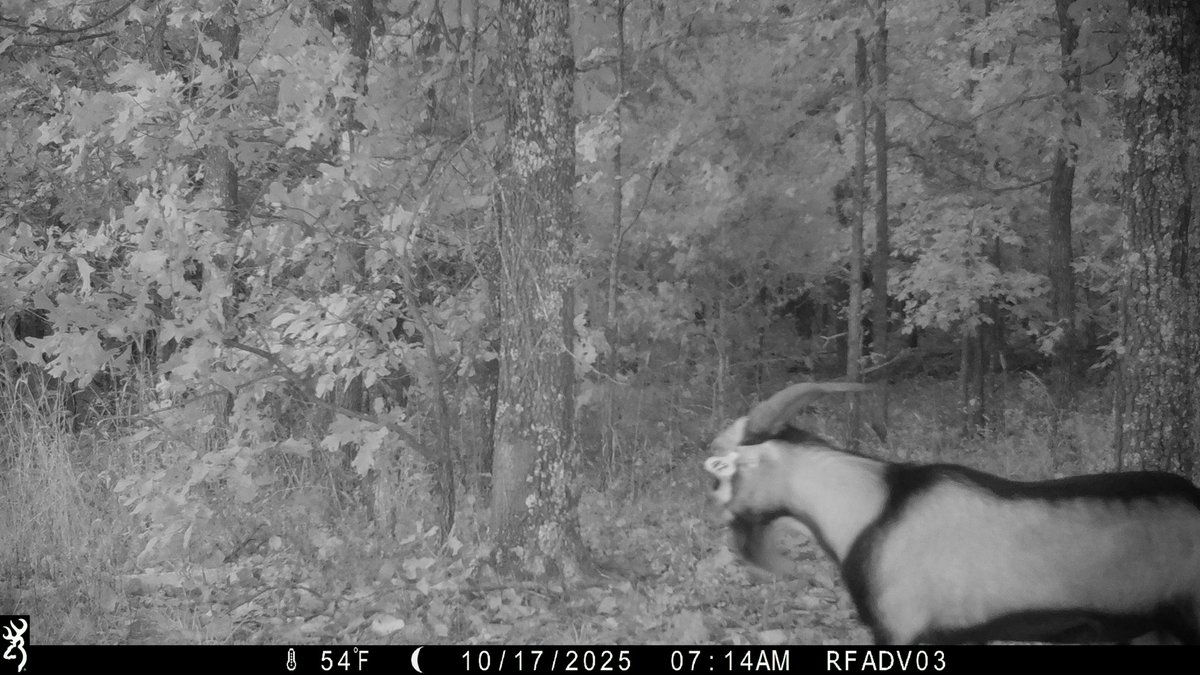 You never know what you're going to capture on a trail camera! Huntress View founder <a href="/andi_rothove/">Andrea Rothove</a> was surprised when she captured this image of a goat on her <a href="/BrowningCams/">BrowningTrailCameras</a>

#TrailCamTuesday #BrowningCameras #youvegottoseethis