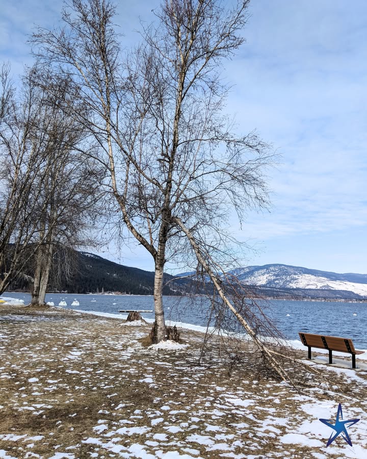 silverstartree's tweet image. 🌲 Leaning Danger Ahead?
This tree by the lake shows clear signs of structural stress, a potential hazard to property. Whether it&apos;s wind damage or decay, don&apos;t wait until it&apos;s too late.

Visit now: silverstartree.com 

#TreeCareExperts #EmergencyTreeService #SafeLandscapes