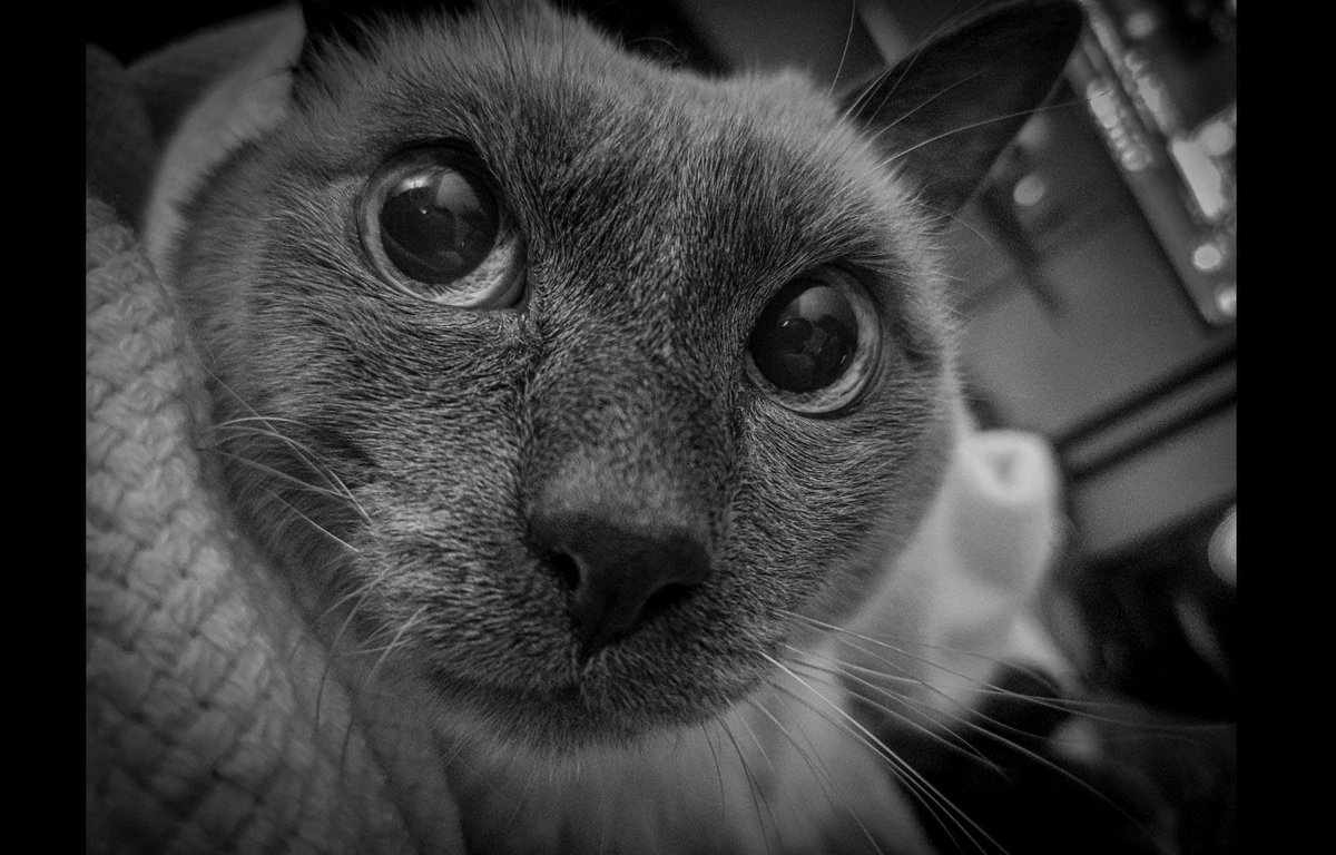 SisyRules's tweet photo. Volveremos a vernos. 💔🥀 https://t.co/HV4wmEYeaU