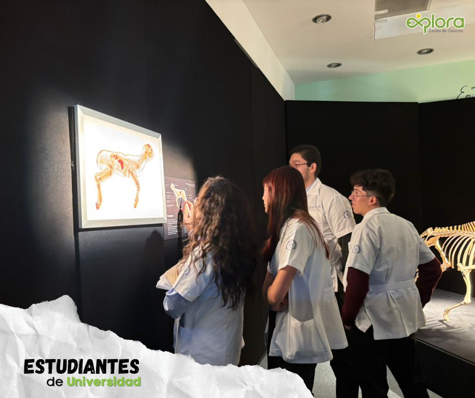 ExploraLeon's tweet image. Iniciamos la semana con estudiantes de Veterinaria que siguen fortaleciendo su formación a través de experiencias únicas como Body Worlds: Animal Inside Out. 
#AnimalInsideOutExplora
#SafariDeCienciasExplora
