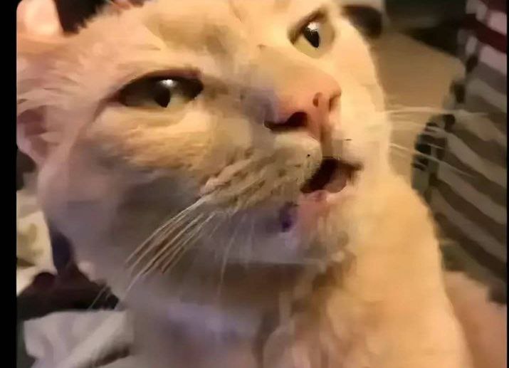 Aimeric | Bitget tweet media