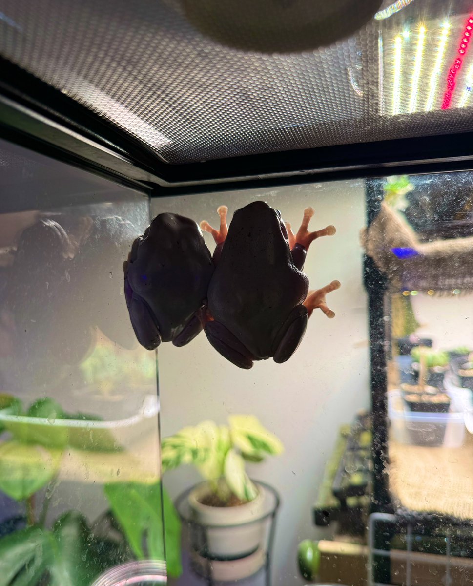 おはカエル🐸
朝から仲良し🐸🐸