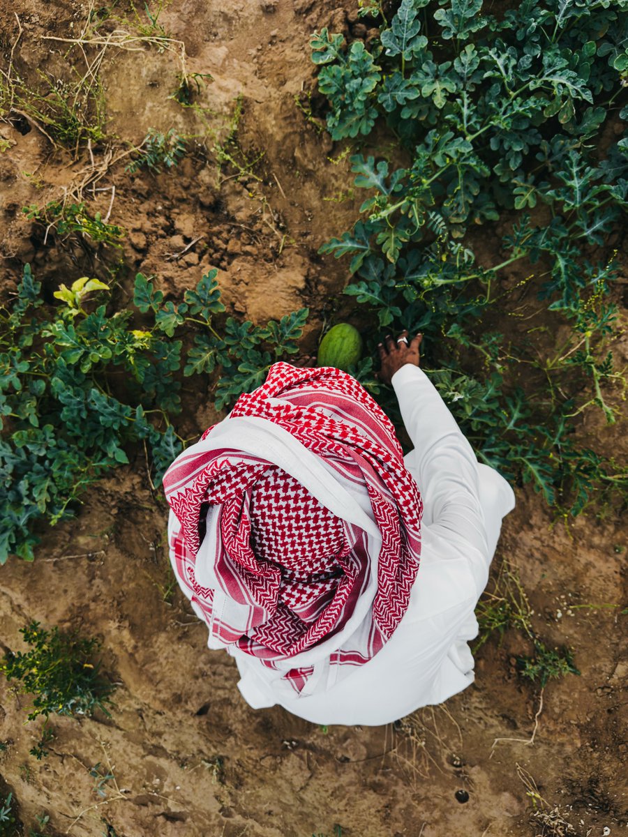 mos3bto's tweet photo. فرقتنا الحياة لسنوات، لكن عندما زرت صديقي يحيى في مزرعته، شعرت أن شيئًا لم يتغير 
وجدته كما عهدته، مبدعًا في أي مجال يختاره، لكن المفاجأة كانت في شغفه بالزراعة
كان يتحدث عن تفاصيل العمل بدقة مدهشة (التربة، البذور، الري، وحتى توقيت الحصاد) https://t.co/DqnIStnSxw