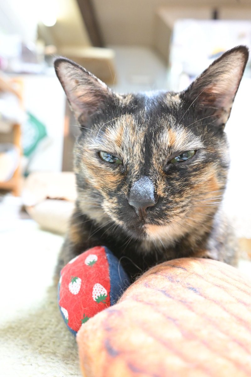 あにゃにゃページ あーにゃ (@Phero1111) / Posts / X