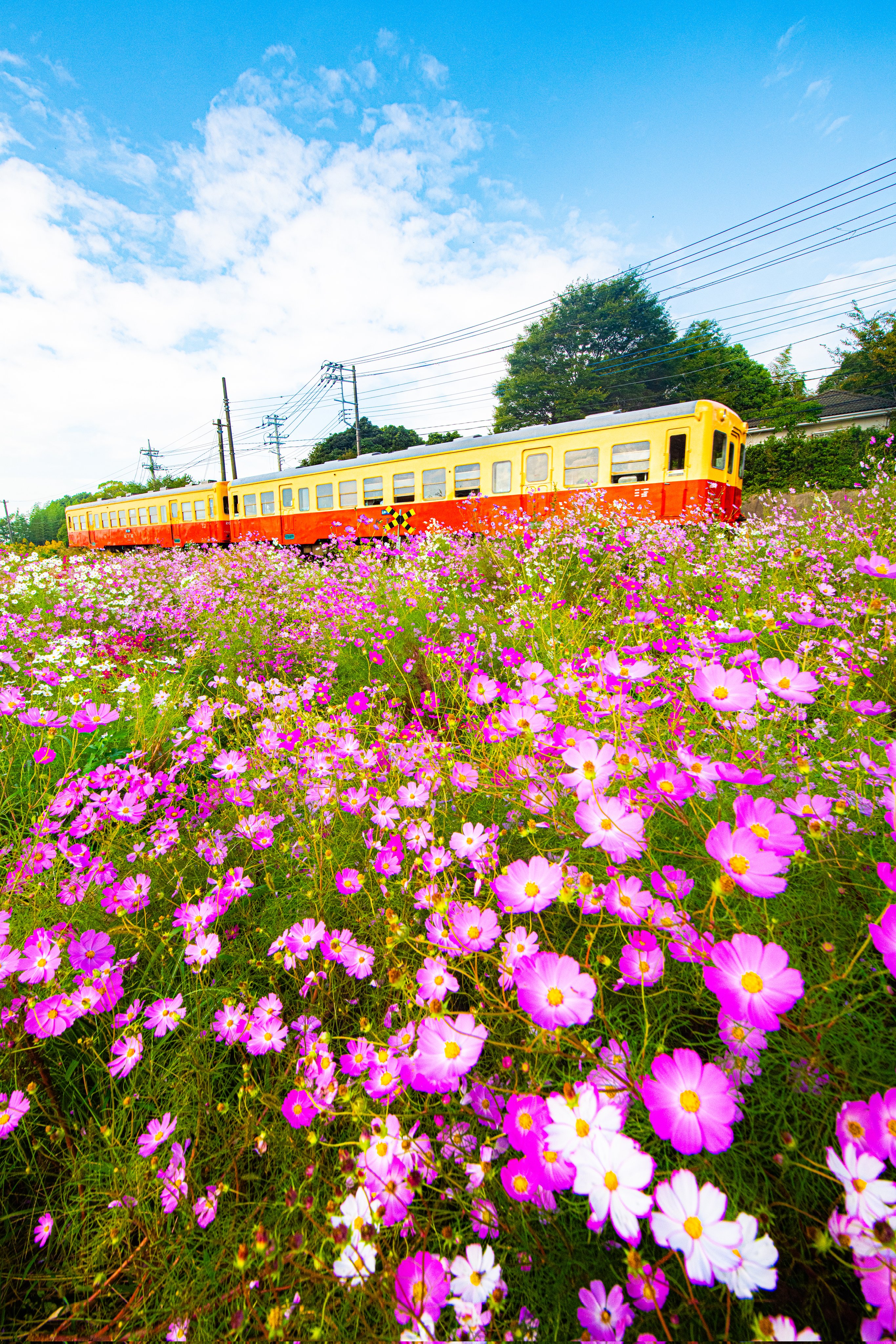砂漠にコスモスは咲かない　ヨネヤマママコ Amazon.co.jp: 砂漠にコスモスは咲かない : ヨネヤマママコ