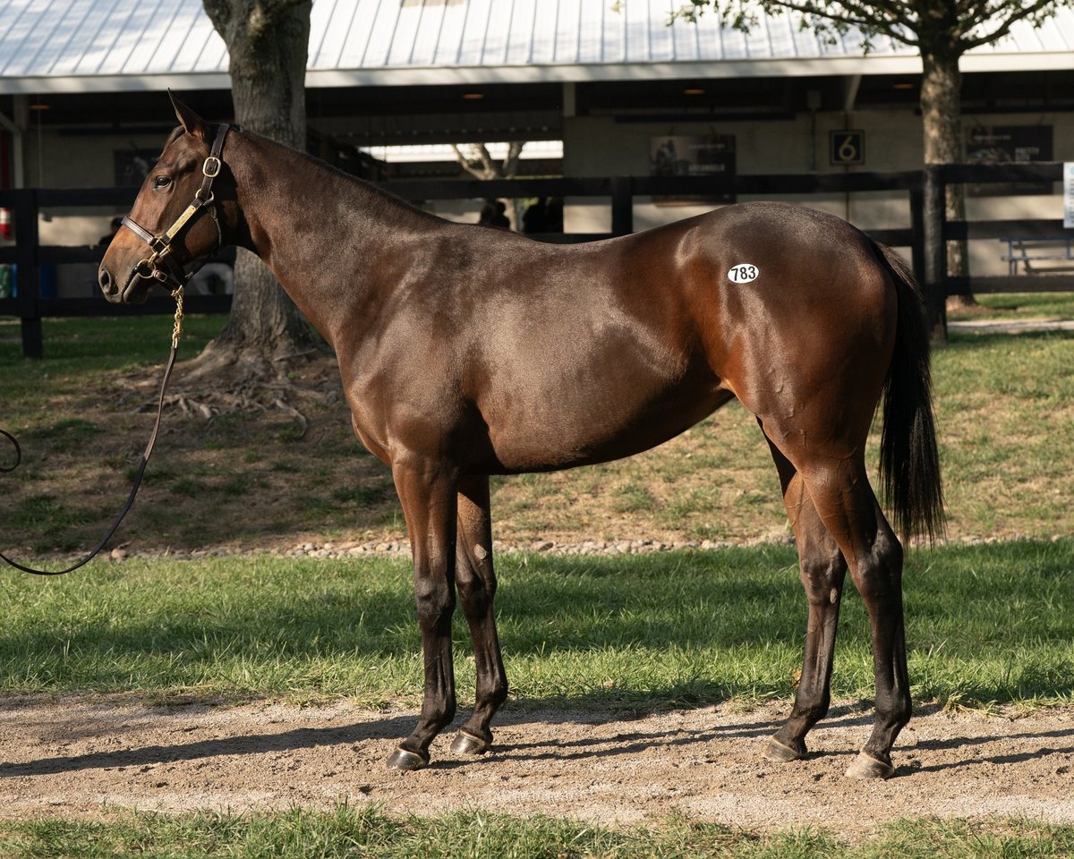Hip 783 f. VEKOMA o/o Three D Flag sells for $300,000 at Kentucky October Yearlings! Congrats to the connections:

B: Corbin Blumberg, agent
C: <a href="/EatonSales1/">Eaton Sales</a>, agt
Br: Mike G. Rutherford

#FasigKY <a href="/spendthriftfarm/">Spendthrift Farm</a>