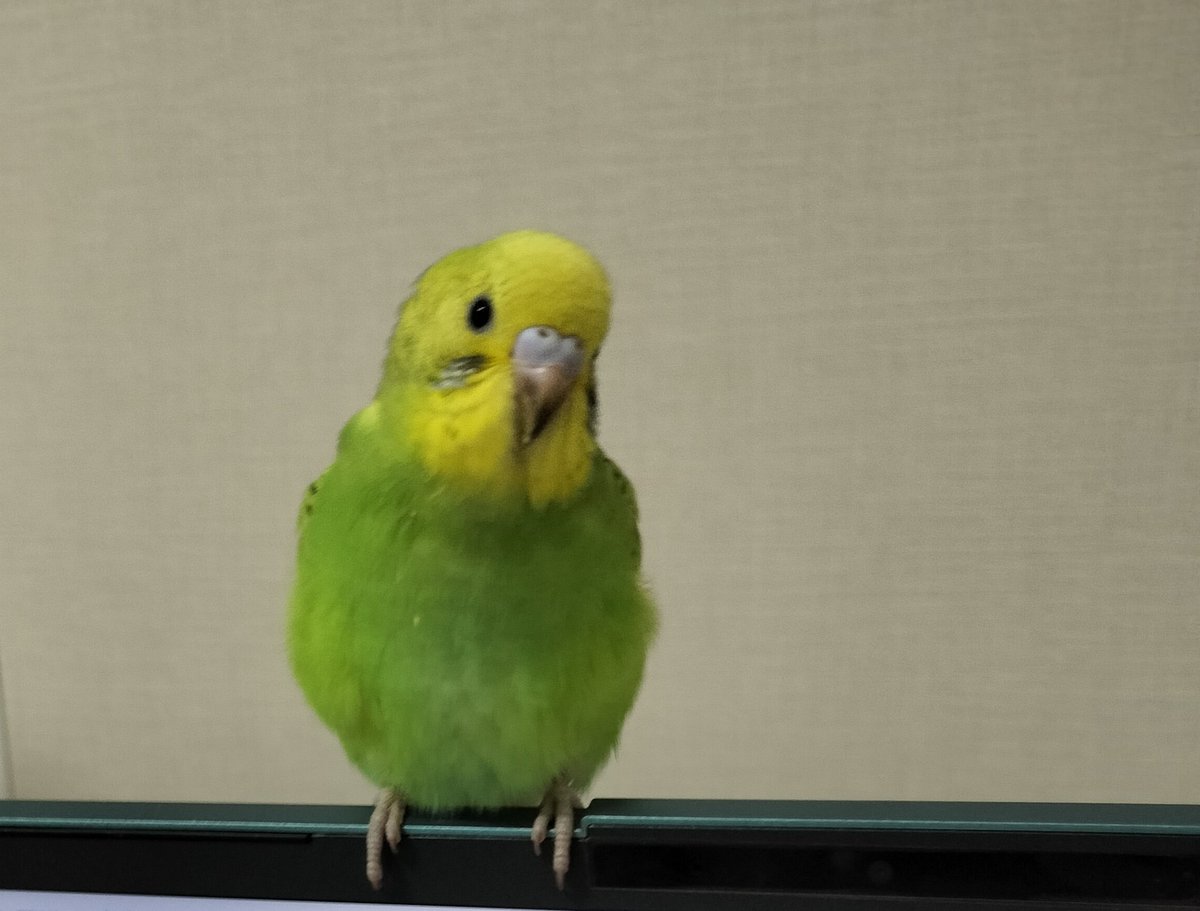 ヒナさん (@unknown_chick24) / Posts / X