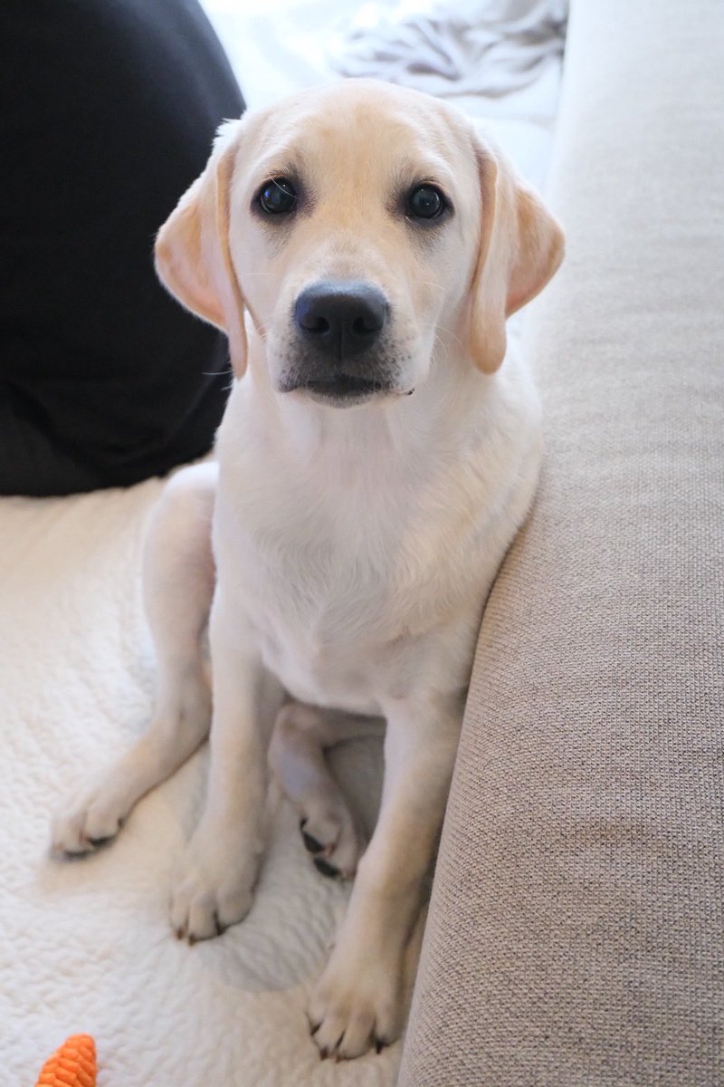 ラブラドールレトリバー