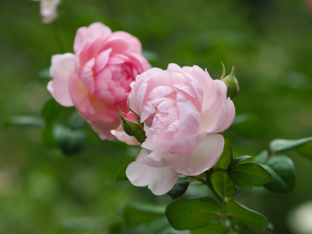 ꫛꫀꪝ✧‧˚「Rose」薔薇＆ピンキーリング　シーグラスアート　赤　レアカラー ꫛꫀꪝ✧‧˚「Rose」薔薇＆ピンキーリング シーグラスアート 赤