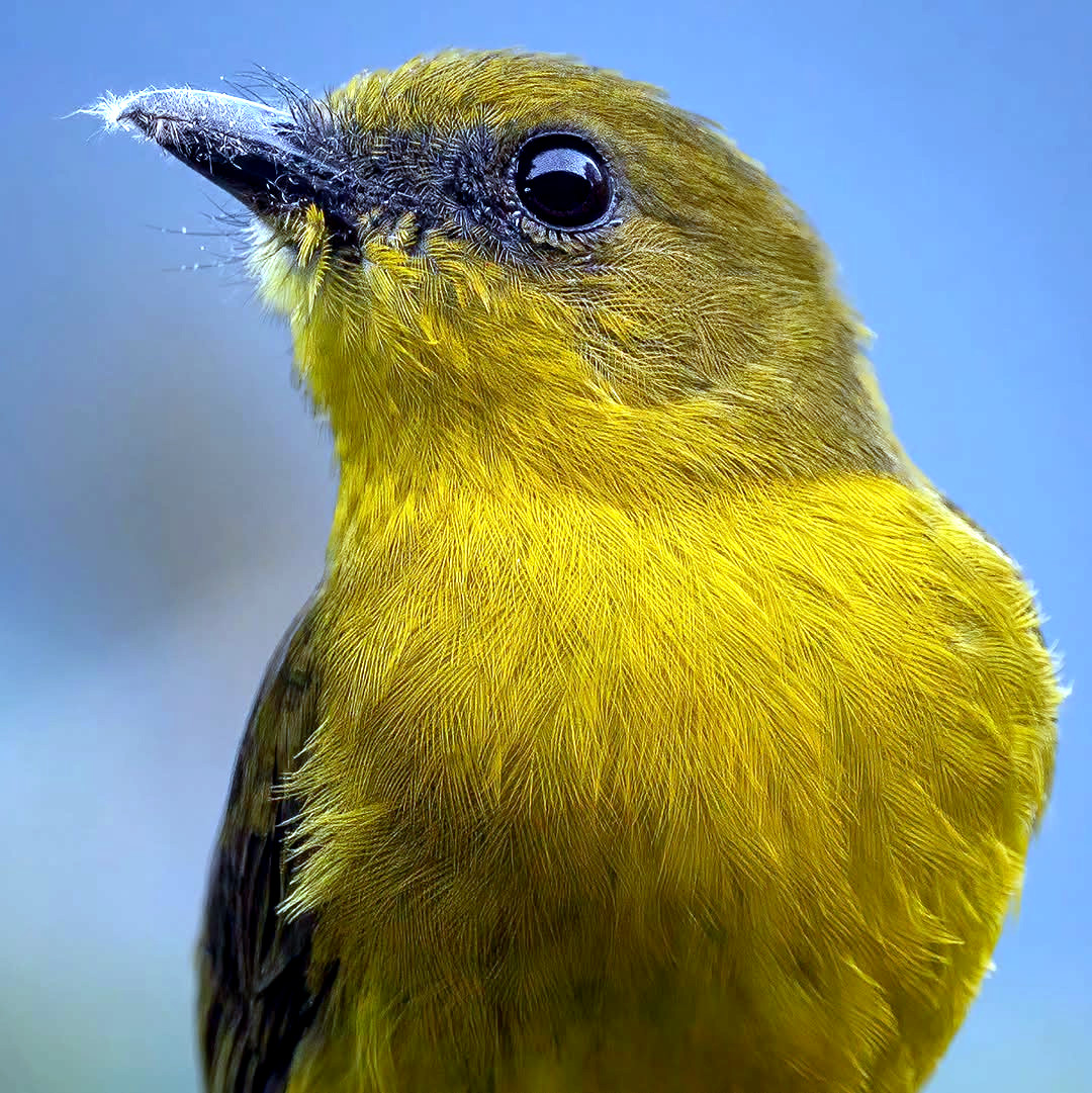 TheBatBotLab's tweet image. Vocal cords of gold 🎶💛: The Bornean whistler (Pachycephala hypoxantha) takes “bright tone” quite literally, both in plumage and pitch🌄🐦. Photo: Daniel Yong. #Biodiversity #Wildlife #Birds #Birding #WildlifePhotography #NaturePhotography