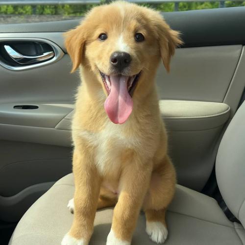 I wrote an interesting thread about the $BISCUIT dog. All the information stated below is based on proofs which comes from public information and some pure degen investigation we made based on <a href="/BillyM2k/">Shibetoshi Nakamoto</a> profile.

Lets dig into it:

DKWdA7wr3wzCFZeqUSedjK87C9tDdVeTcg31UrnWpump