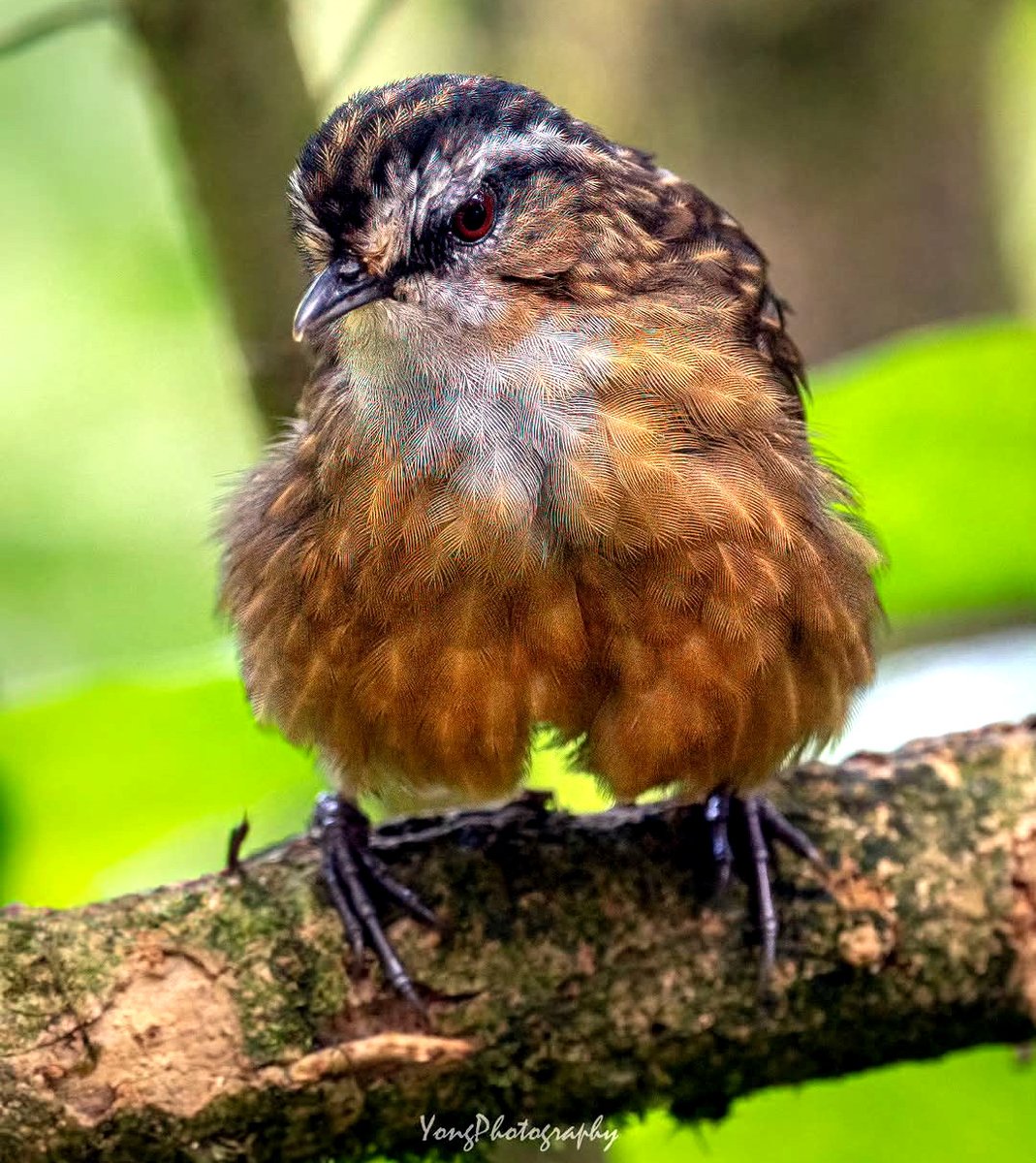 TheBatBotLab's tweet image. Wide stance and fancy pants 💁‍♂️🪶: The mountain wren-babbler (Gypsophila crassa) shows that a confident posture pairs perfectly with a plush plumage🌄. Photo: Daniel Yong. #Biodiversity #Wildlife #Birds #Birding #WildlifePhotography #NaturePhotography