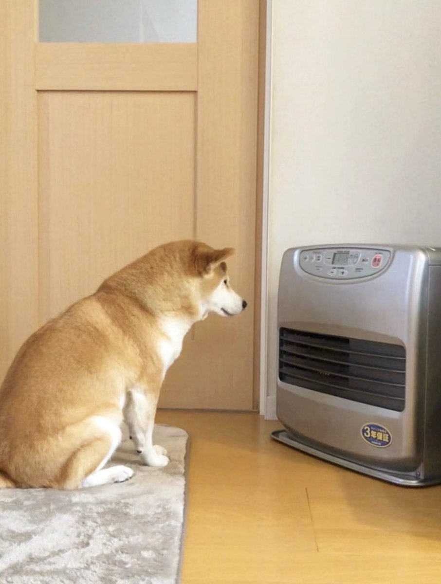 momonosekaiii's tweet image. もう｢公園｣にすら反応しなくなった犬…