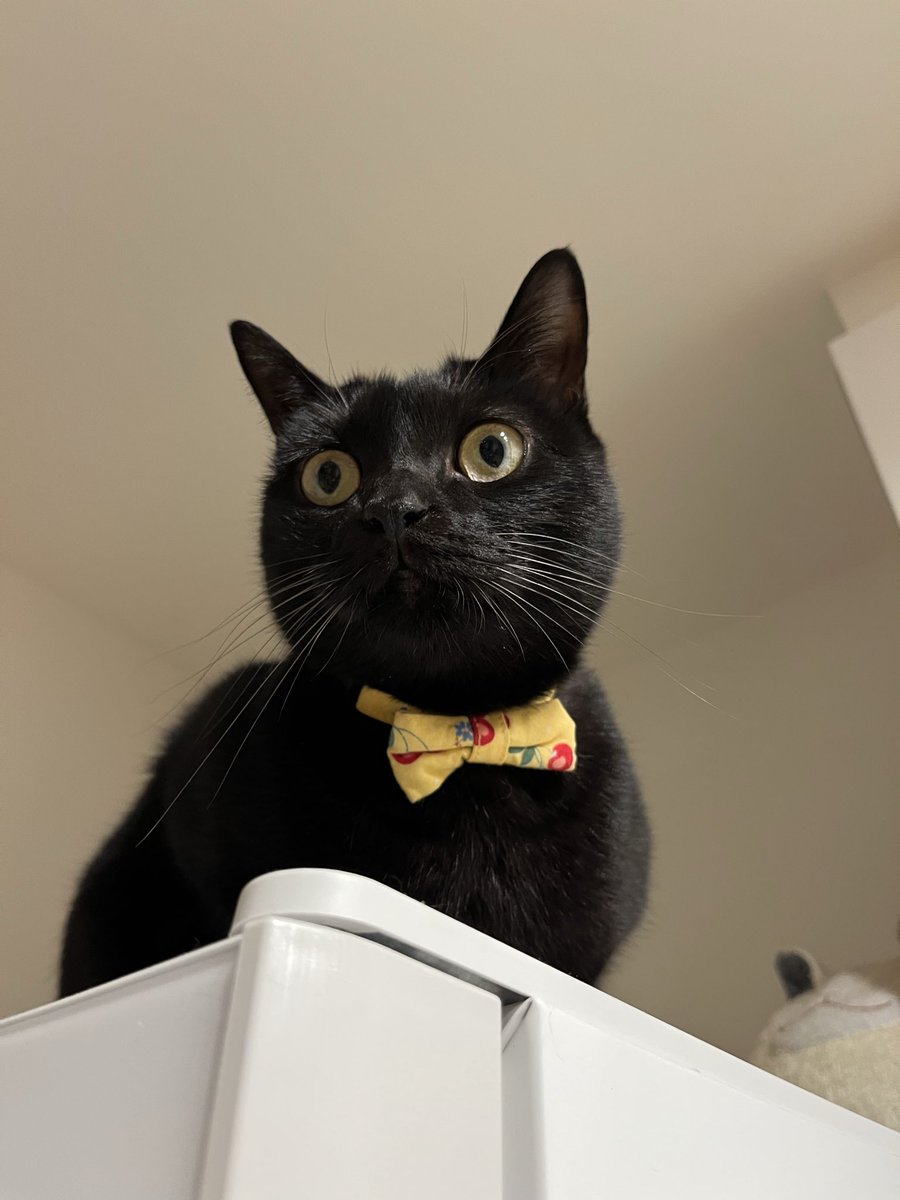 黒猫 五月と水月と葉月 on X