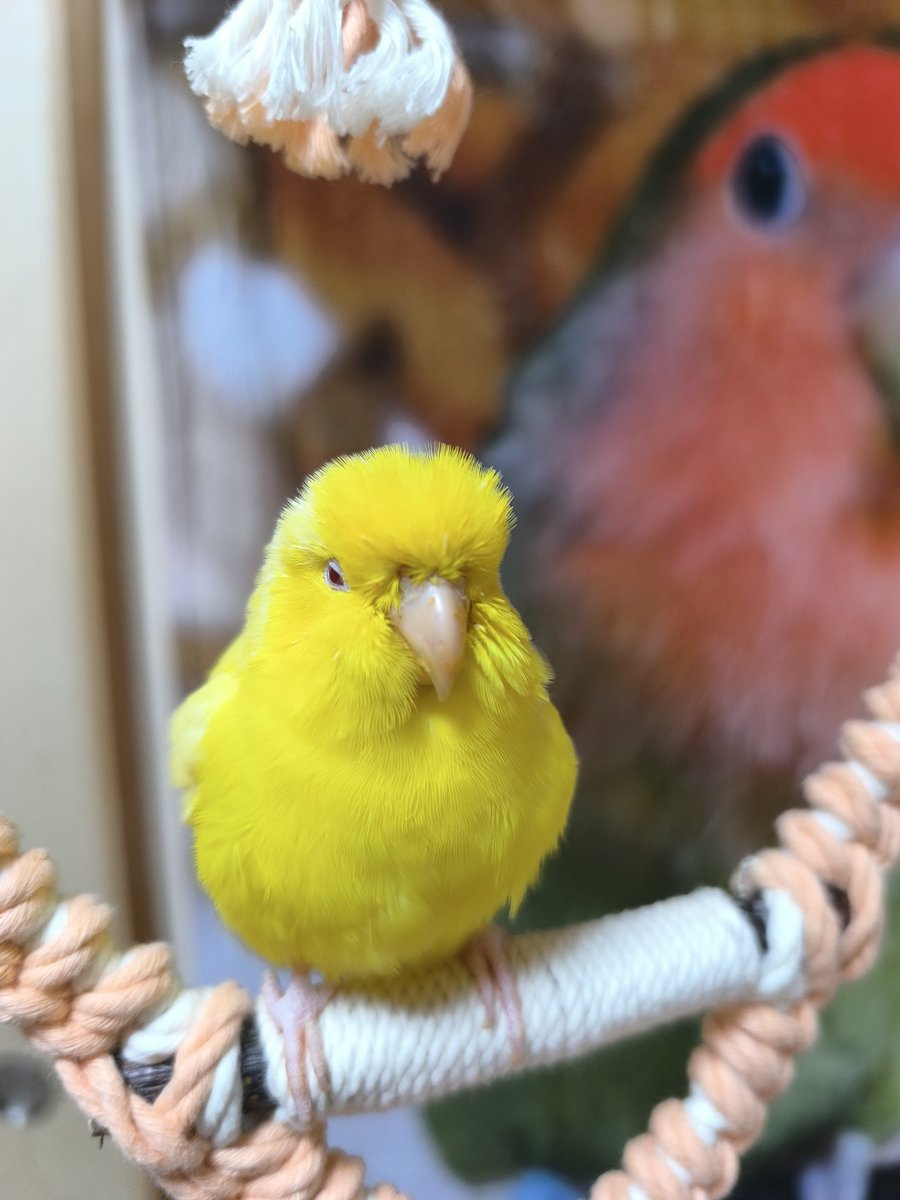 ⭐️nao⭐️ on X