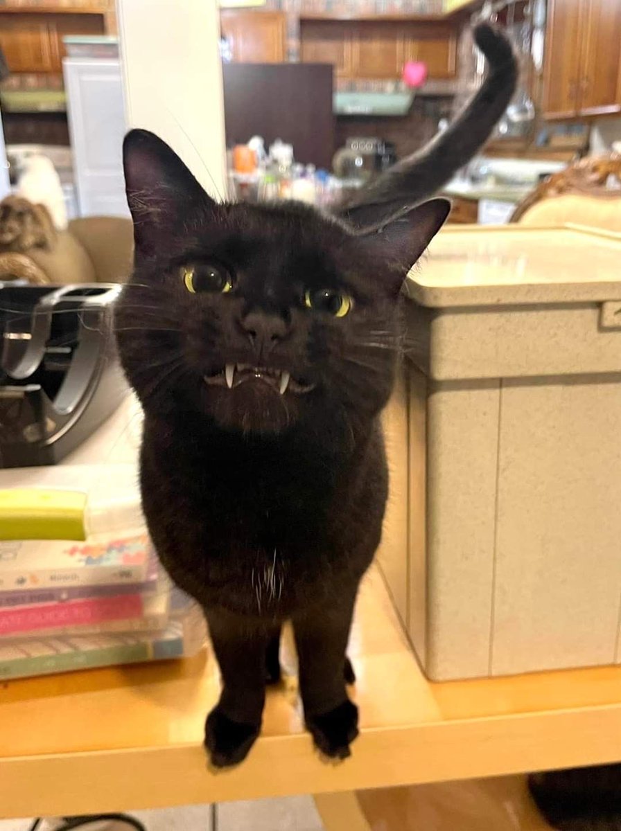 Black cats are not bad luck (@visualscat) on Twitter photo 