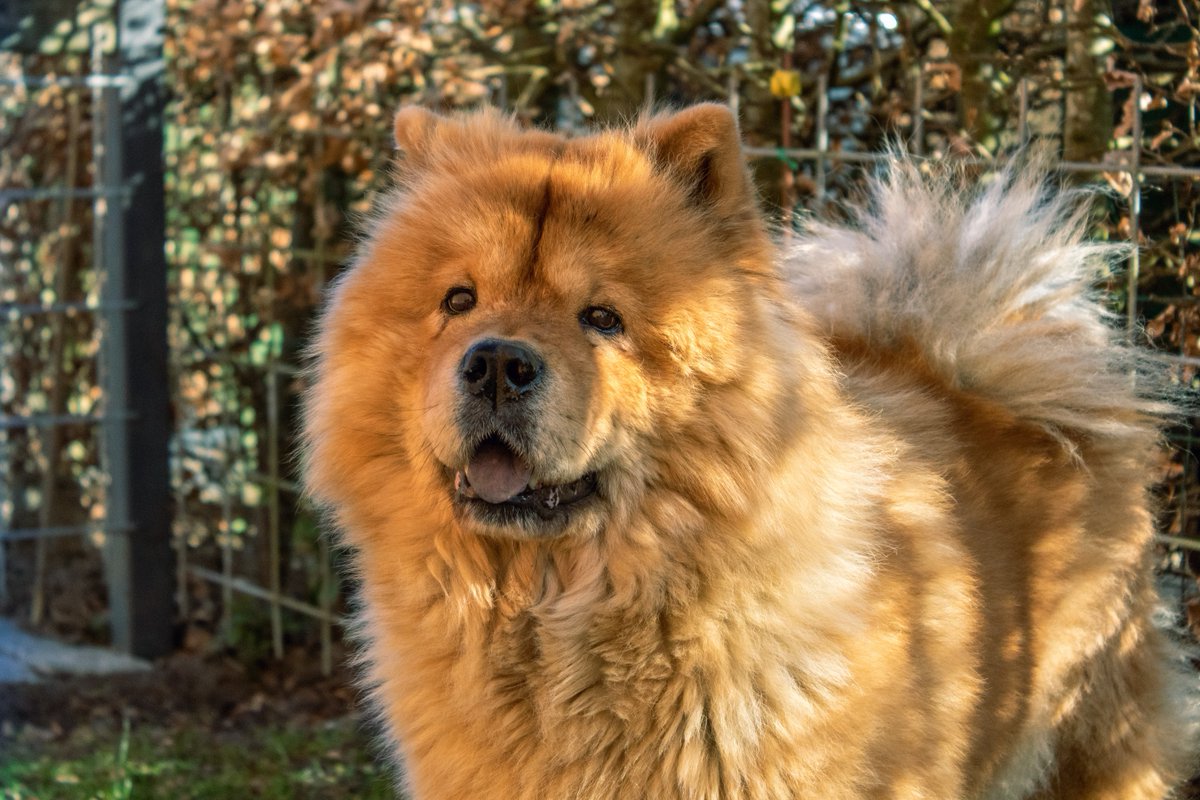 CK9Bot's tweet image. 🐶 Our captivating canine of the hour: Chow Chow
🔗 Learn more: en.wikipedia.org/wiki/Chow_Chow