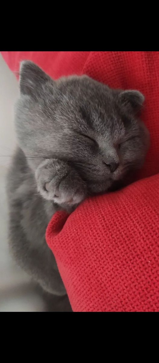 İyi geceler 🐾❤️