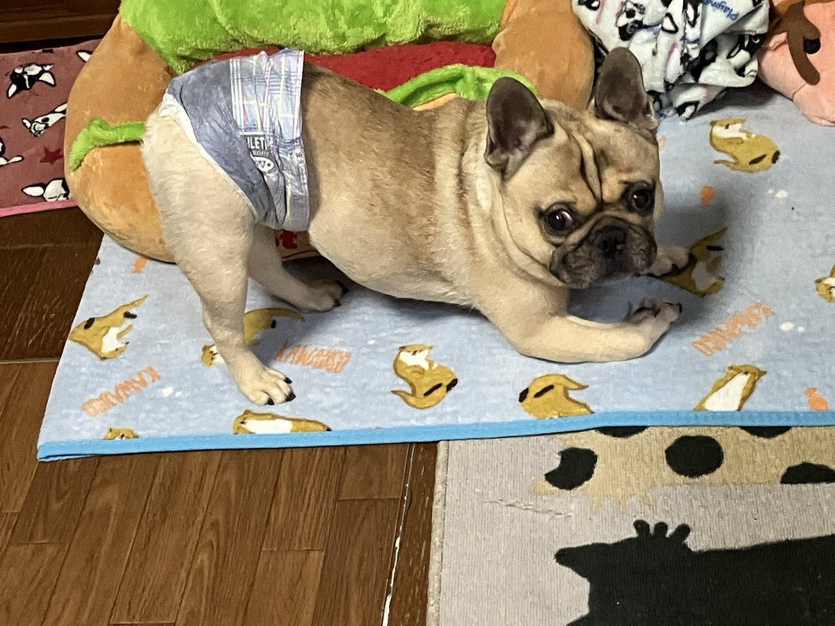 おはようございます☺️

そろそろタオルケットだけじゃ駄目な季節になったので布団引っ張り出さなきゃと思った私✨

今日も一日宜しくお願いします🥺

byコタロウ