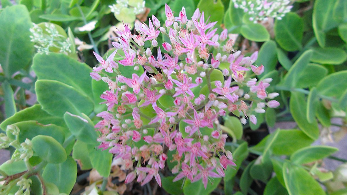 皐月ページ 31314851 AS TREKWAVE Z HI SMOKY BLACK 695471-0001