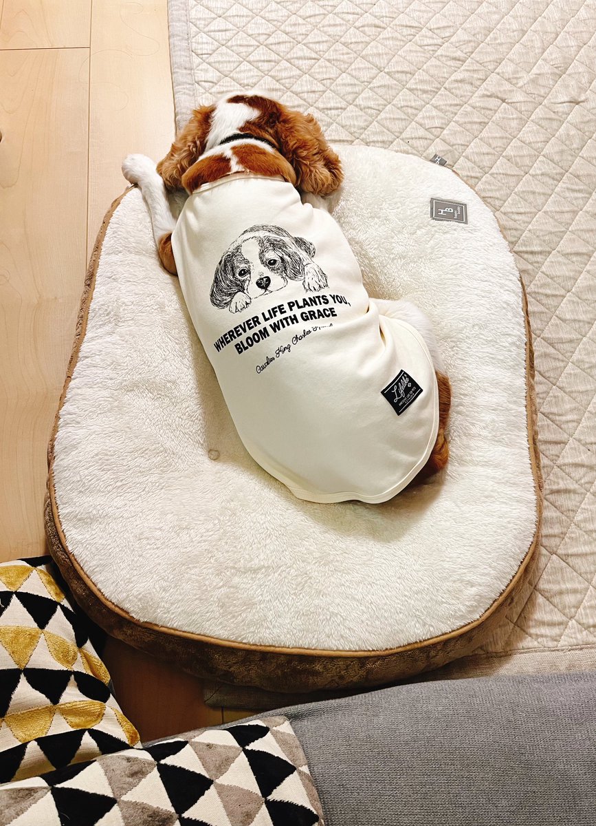 ikuracchi_'s tweet photo. 急に12月の気温って言われても
何着ていいか分からないっす(´･ω･`)

今日から犬ちゃんにはお洋服着せました🐶🍃🌀 https://t.co/MKOD4VaaJG
