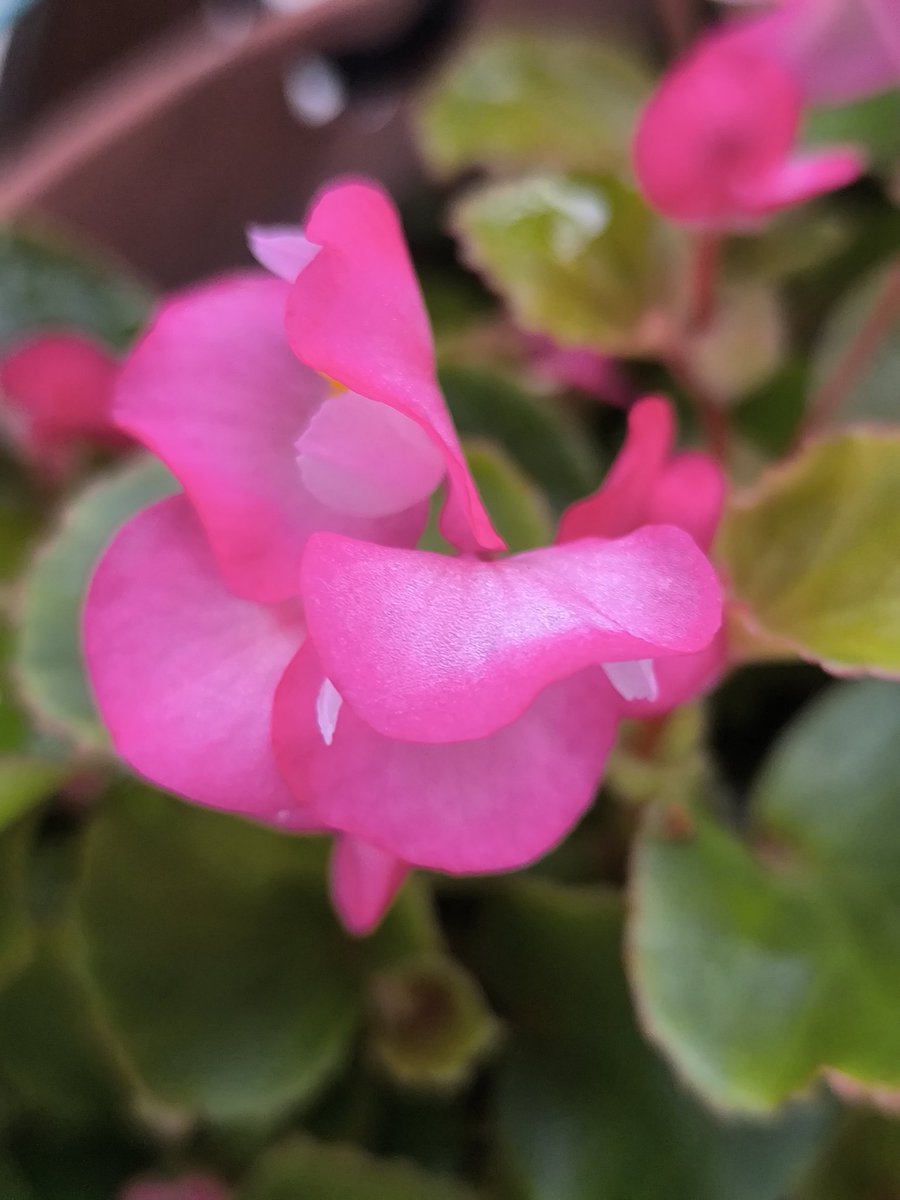 ゆゆゆ デビルゆーゆ@ゆゆゆ10周年おめでと on X