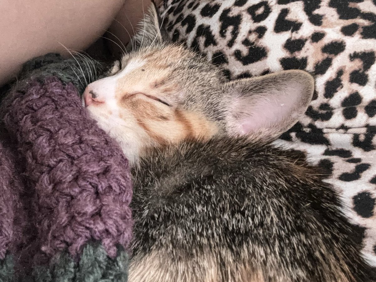 222starryangel's tweet photo. everyone say hi to dale (delilah) https://t.co/aO9LuQr5Be