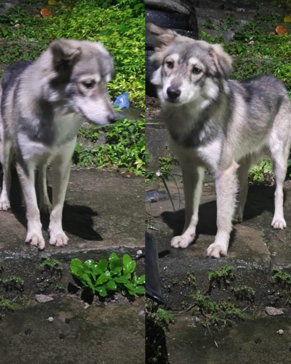 lyssitta's tweet photo. SERVICIO SOCIAL✅️
#adopta 🐾 ❤️
Nos piden publicar 👇🏻
Hola  quería reportar un caso, fíjese que donde vivo dejaron a un perrito abandonado que parece un Husky mistado, nosotros no estamos en la disponibilidad de adoptarlo, entonces por eso pensaba en que si podrían ayudarle a conseguir un hogar?, la dirección en la que fué visto es: Santo Tomás, San Salvador, col. Los Helechos km9/2 carretera Antigua Zacatecoluca (puntos de referencia: tienda victoria)
Por el momento lo tenemos en un espacio y lo estamos alimentando porque se encuentra en orilla de calle donde es muy peligroso, por eso esperamos encontrarle un hogar lo antes posible
 Si hay alguna persona interesada por favor escribir al  7273-2594