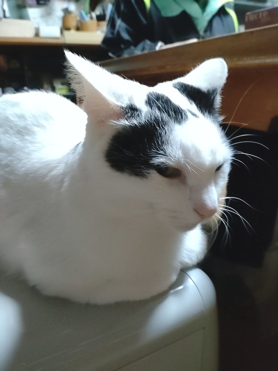 おはようございます🐱
2連勤2日目
今日もがんばりましょう！