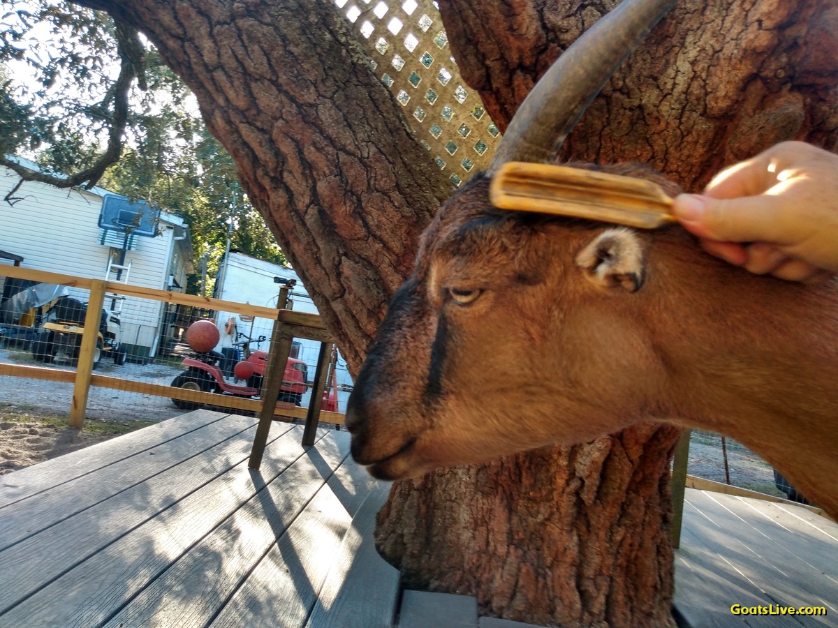 Violet requested and then enjoyed some head brushing tonight.
ヴァイオレットは今夜、ヘッドブラッシングをリクエストし、それを楽しみました。
#ヤギ #goats