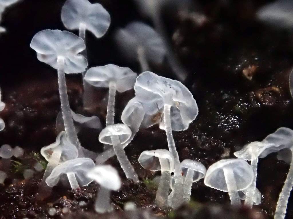 きのこ観察を始めた年に出会った美しいきのこ。
左　翡翠茸(ヒスイタケ)
右　姫白台茸(ヒメシロウテナタケ)
どちらも仮称。
右のは、学名はあるそうです。
#美しいキノコ選手権
#美しいキノコ選手権2025