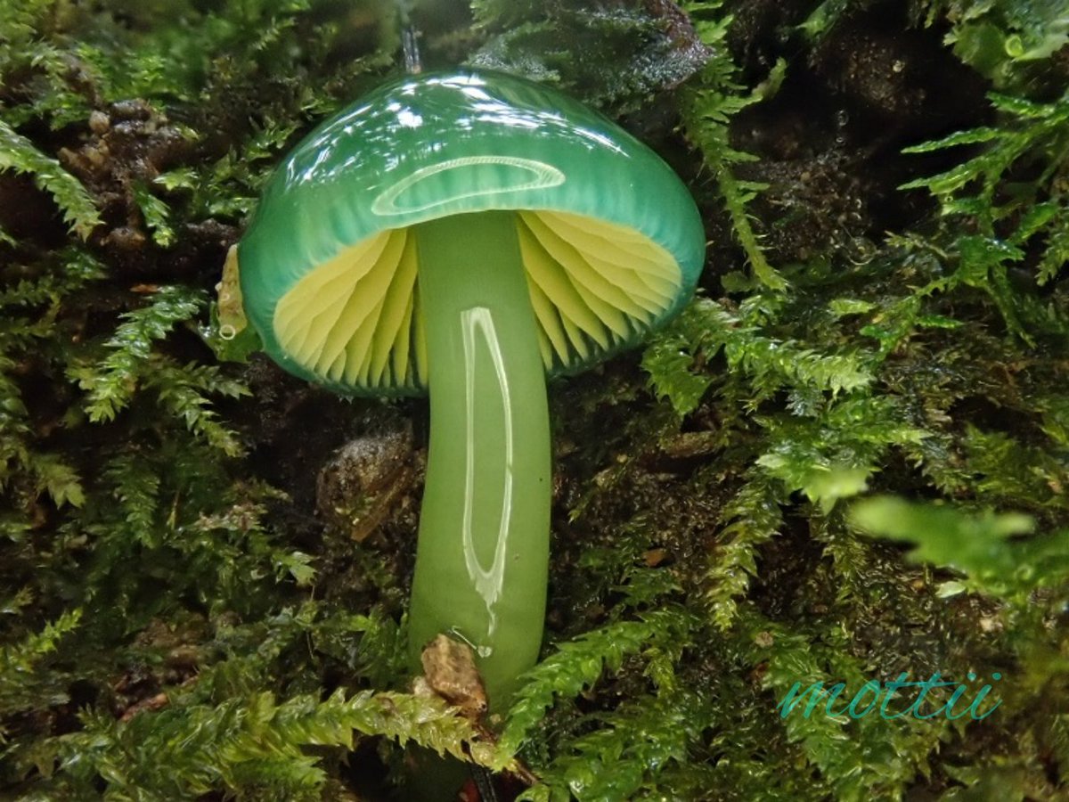 きのこ観察を始めた年に出会った美しいきのこ。 左 翡翠茸(ヒスイタケ