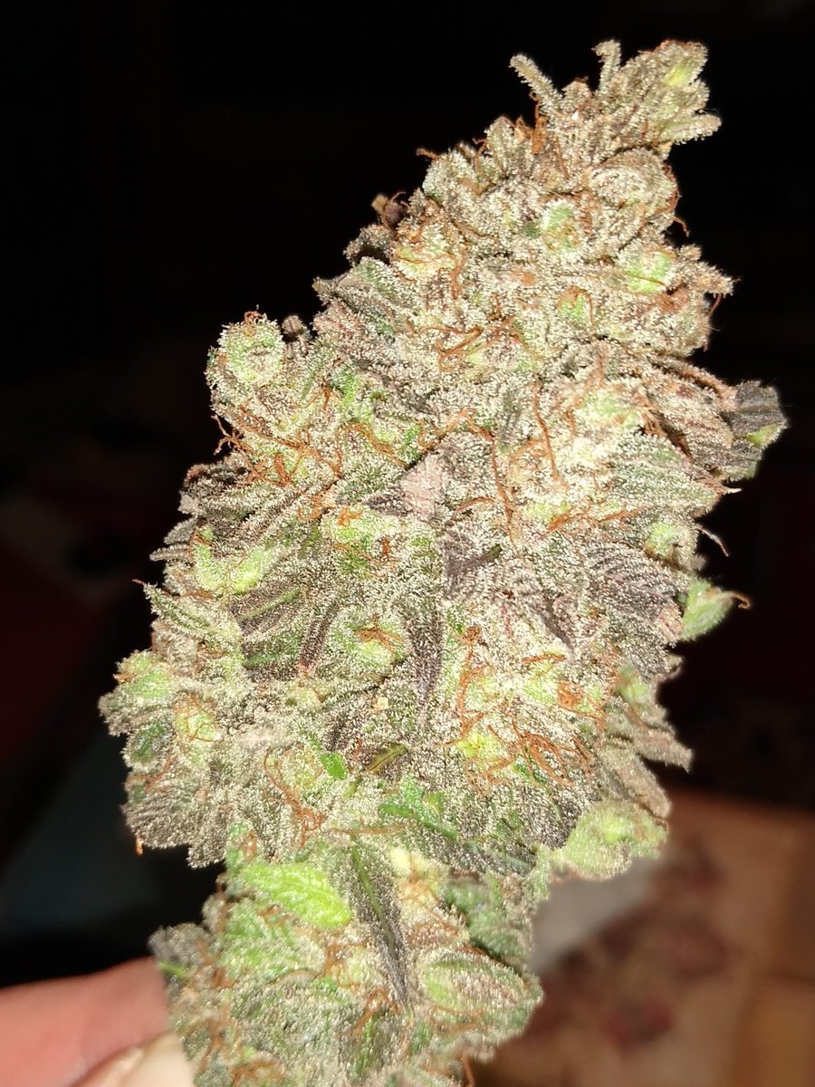 SeanPatrickTag1's tweet image. The banana sherbet buds are really pretty. Each one has a slightly different mix of colours and tones.
It's one of those strains that really tastes like it smells. Sweet banana is the most noticeable aroma.
It's a very soothing 70% indica
Imo it's Grower's Choice' best strain🌱💚
