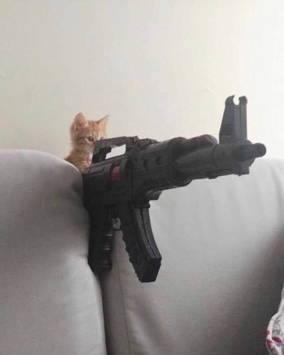 PunchingCat's tweet image. 